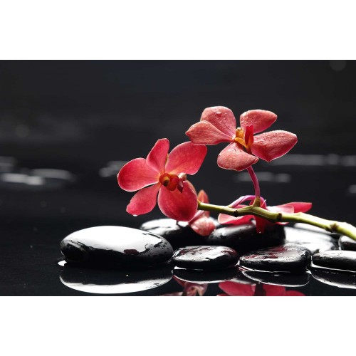 Photo wallpaper Red orchid