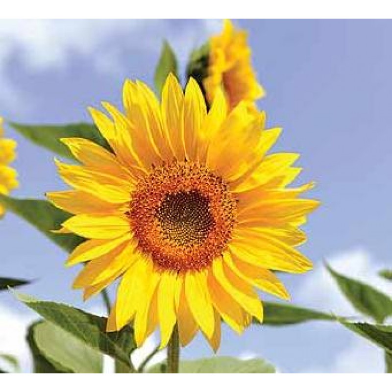 Photo wallpaper Sunflower